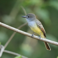 Muchołap pręgoskrzydły - Myiarchus stolidus - Stolid Flycatcher