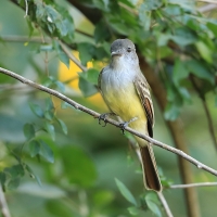 Muchołap pręgoskrzydły - Myiarchus stolidus - Stolid Flycatcher