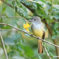 Muchołap pręgoskrzydły - Myiarchus stolidus - Stolid Flycatcher