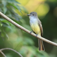 Muchołap pręgoskrzydły - Myiarchus stolidus - Stolid Flycatcher
