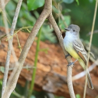 Muchołap pręgoskrzydły - Myiarchus stolidus - Stolid Flycatcher