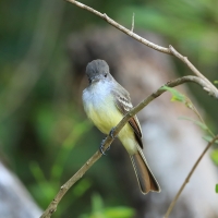 Muchołap pręgoskrzydły - Myiarchus stolidus - Stolid Flycatcher