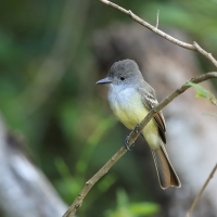 Muchołap pręgoskrzydły - Myiarchus stolidus - Stolid Flycatcher