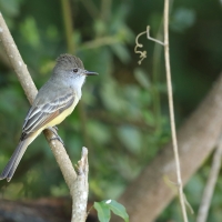Muchołap pręgoskrzydły - Myiarchus stolidus - Stolid Flycatcher