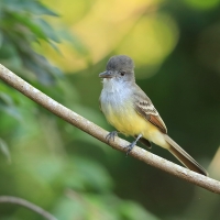 Muchołap pręgoskrzydły - Myiarchus stolidus - Stolid Flycatcher