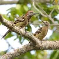 Dzięciur płowy - Melanerpes striatus - Hispaniolan Woodpecker