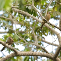 Dzięciur płowy - Melanerpes striatus - Hispaniolan Woodpecker