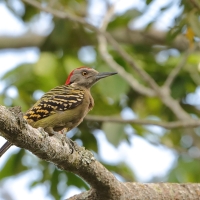 Dzięciur płowy - Melanerpes striatus - Hispaniolan Woodpecker