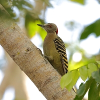 Dzięciur płowy - Melanerpes striatus - Hispaniolan Woodpecker
