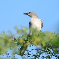 Przedrzeźniacz północny - Mimus polyglottos - Northern Mockingbird