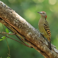 Dzięciur płowy - Melanerpes striatus - Hispaniolan Woodpecker