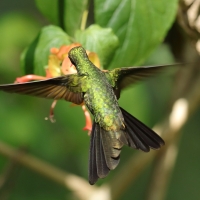 Węglik antylski - Anthracothorax dominicus - Antillean Mango