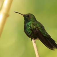 Węglik antylski - Anthracothorax dominicus - Antillean Mango