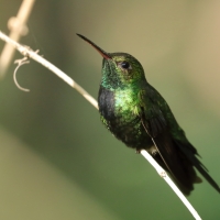 Węglik antylski - Anthracothorax dominicus - Antillean Mango