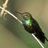 Węglik antylski - Anthracothorax dominicus - Antillean Mango