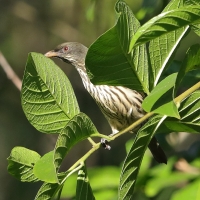 Palmowiec - Dulus dominicus - Palmchat
