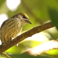 Hispaniolak - Nesoctites micromegas - Antillean Piculet