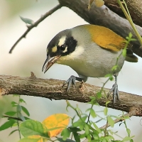 Hispaniolczyk czarnołbisty - Phaenicophilus palmarum - Black-crowned Palm-Tanager