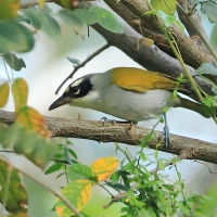 Hispaniolczyk czarnołbisty - Phaenicophilus palmarum - Black-crowned Palm-Tanager