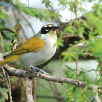 Hispaniolczyk czarnołbisty - Phaenicophilus palmarum - Black-crowned Palm-Tanager