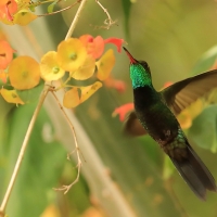 Węglik antylski - Anthracothorax dominicus - Antillean Mango