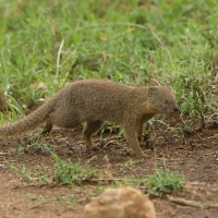 Galerelka smukła - Galerella sanguinea - Slender Mangoose