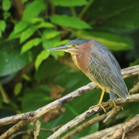 Czapla zielona - Butorides virescens - Green Heron
