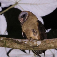 Płomykówka szarolica - Tyto glaucops - Ashy-faced Owl