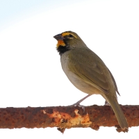 Kubanik - Tiaris olivaceus - Yellow-faced Grassquit