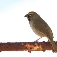Kubanik - Tiaris olivaceus - Yellow-faced Grassquit