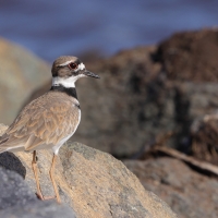 Sieweczka krzykliwa - Charadrius vociferus - Killdeer