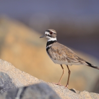 Sieweczka krzykliwa - Charadrius vociferus - Killdeer