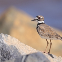 Sieweczka krzykliwa - Charadrius vociferus - Killdeer