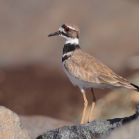 Sieweczka krzykliwa - Charadrius vociferus - Killdeer