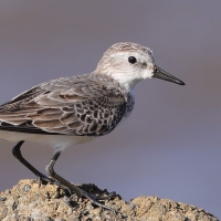 Biegus tundrowy - Calidris pusilla - Semipalmated Sandpiper