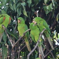 Szmaragdolotka haitańska - Psittacara chloropterus - Hispaniolan Parakeet