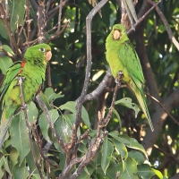 Szmaragdolotka haitańska - Psittacara chloropterus - Hispaniolan Parakeet
