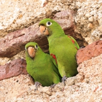 Szmaragdolotka haitańska - Psittacara chloropterus - Hispaniolan Parakeet