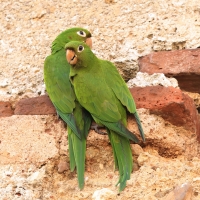 Szmaragdolotka haitańska - Psittacara chloropterus - Hispaniolan Parakeet