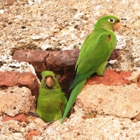 Szmaragdolotka haitańska - Psittacara chloropterus - Hispaniolan Parakeet