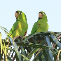 Szmaragdolotka haitańska - Psittacara chloropterus - Hispaniolan Parakeet