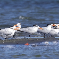 Rybitwa królewska - Thalasseus maximus - Royal Tern
