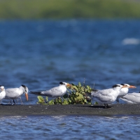 Rybitwa królewska - Thalasseus maximus - Royal Tern