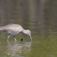 Błotowiec - Tringa semipalmata - Willet