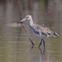 Błotowiec - Tringa semipalmata - Willet