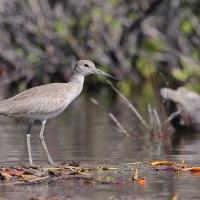 Błotowiec - Tringa semipalmata - Willet