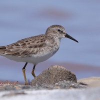 Biegus karłowaty - Calidris minutilla - Least Sandpiper