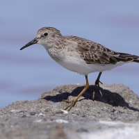 Biegus karłowaty - Calidris minutilla - Least Sandpiper