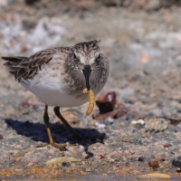 Biegus karłowaty - Calidris minutilla - Least Sandpiper