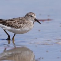 Biegus karłowaty - Calidris minutilla - Least Sandpiper